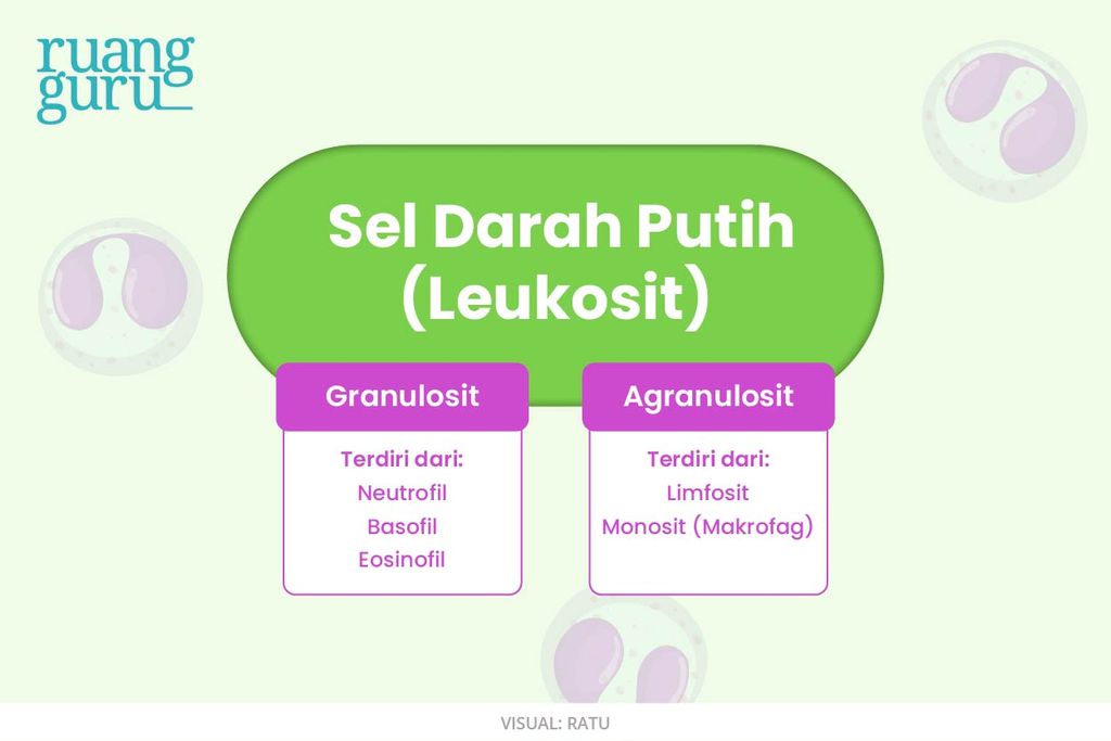 Mengenal Komponen Penyusun Darah Dan Fungsinya Dalam Tubuh Manusia